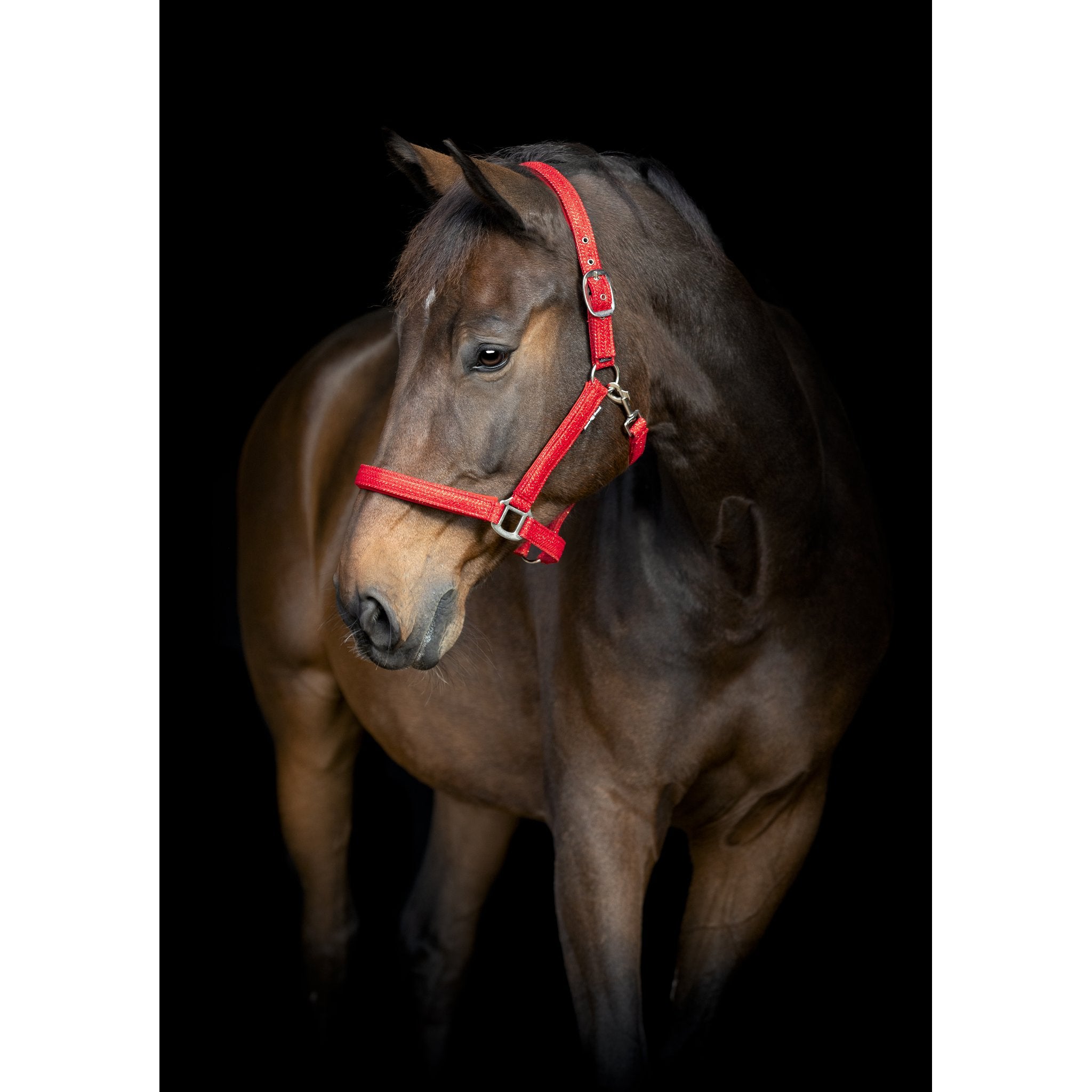 HorseGuard Jewel grimma