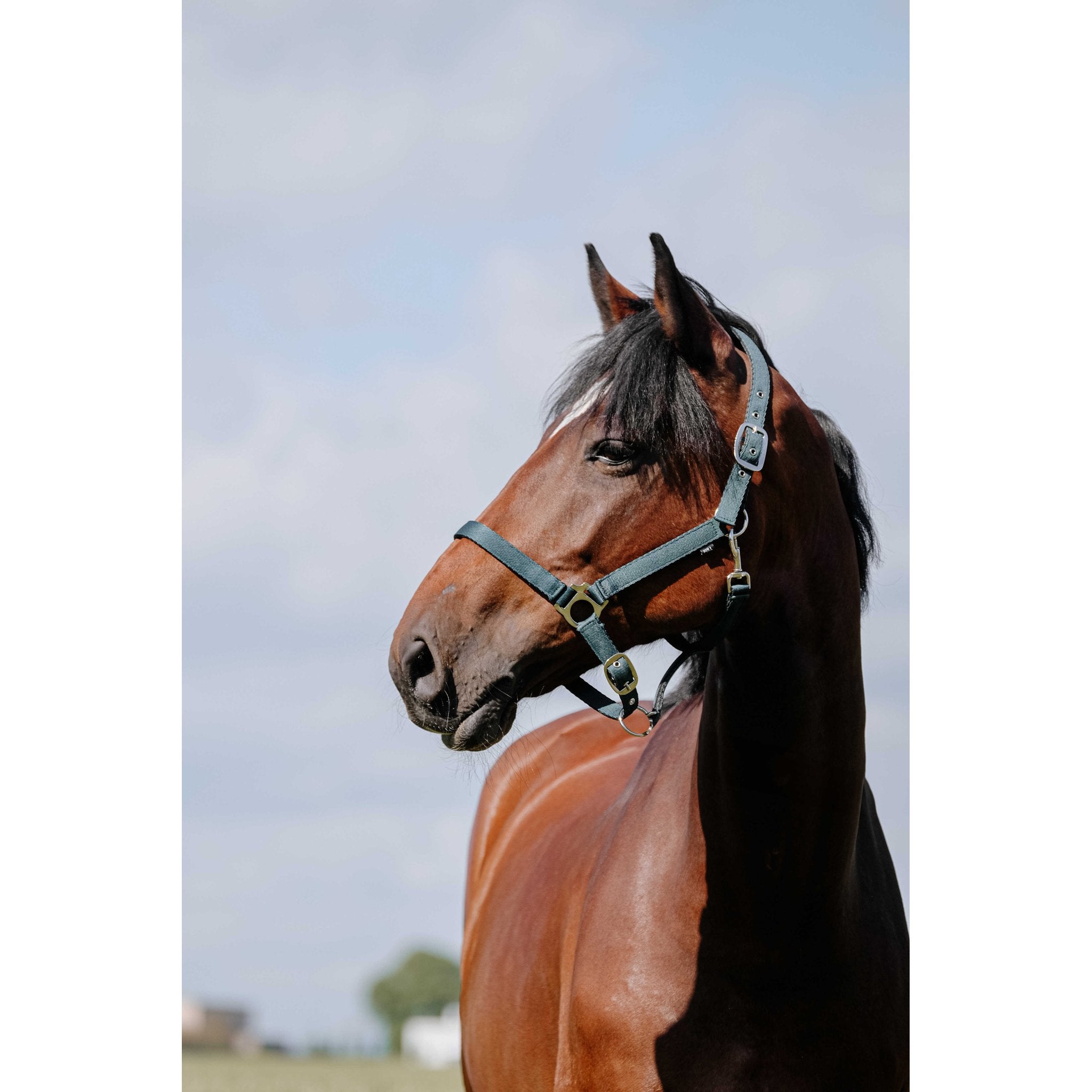 Riding World Cushion Grimma