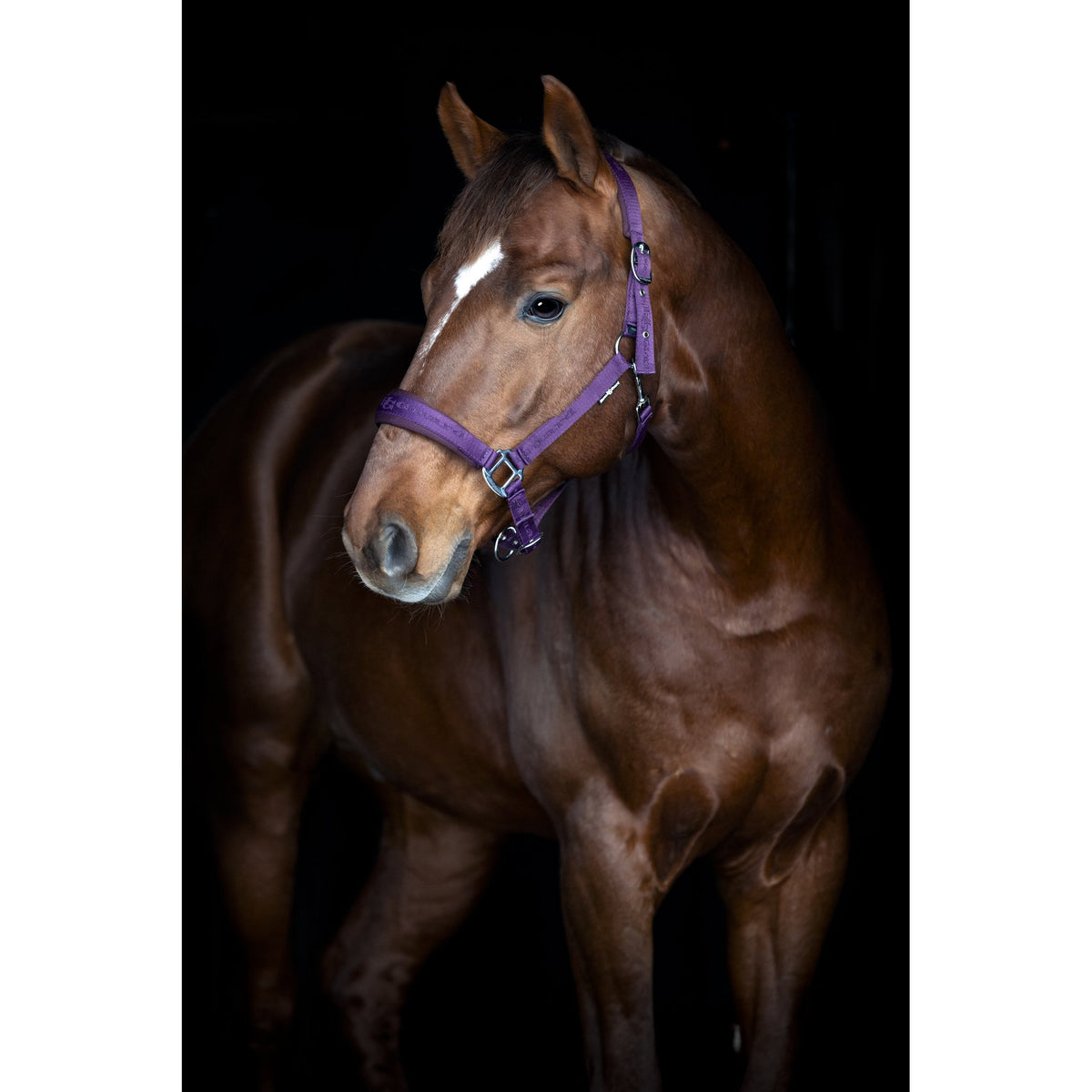 HorseGuard Diya grimma 2.0