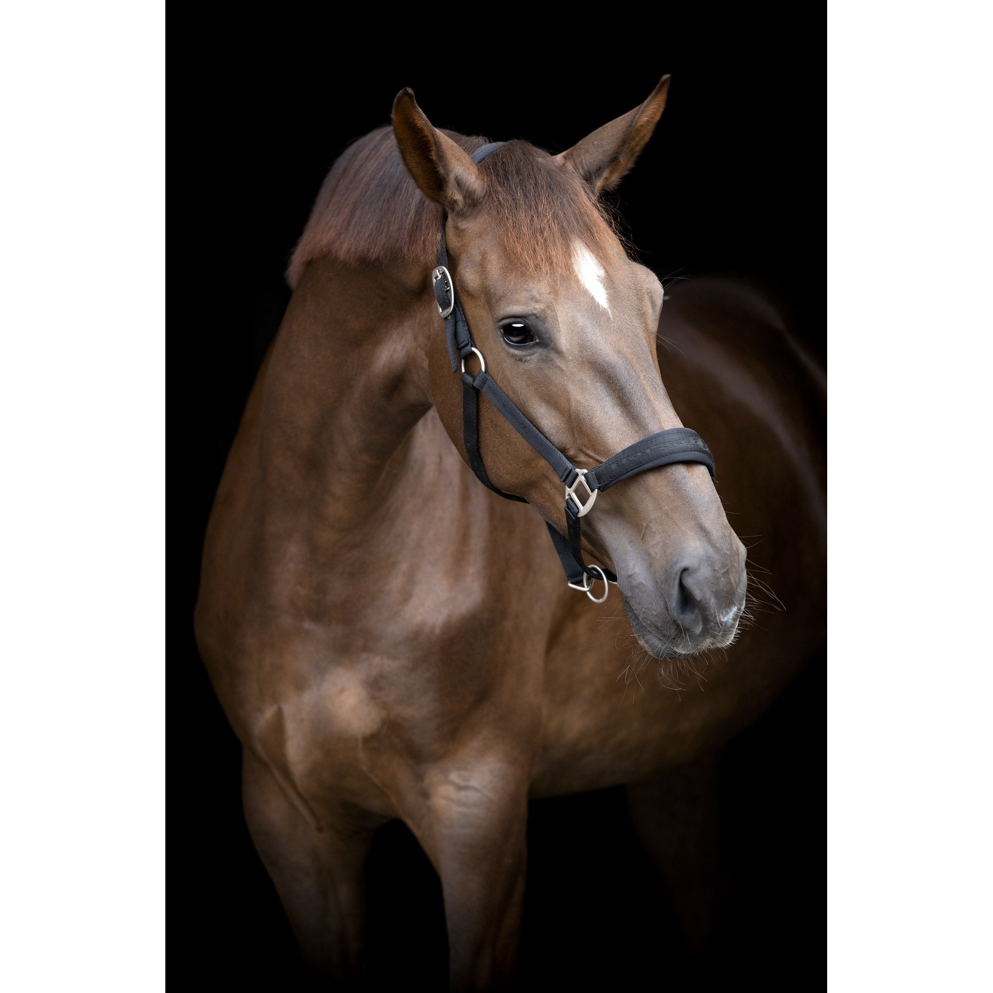 HorseGuard Diya 2.0 grimma
