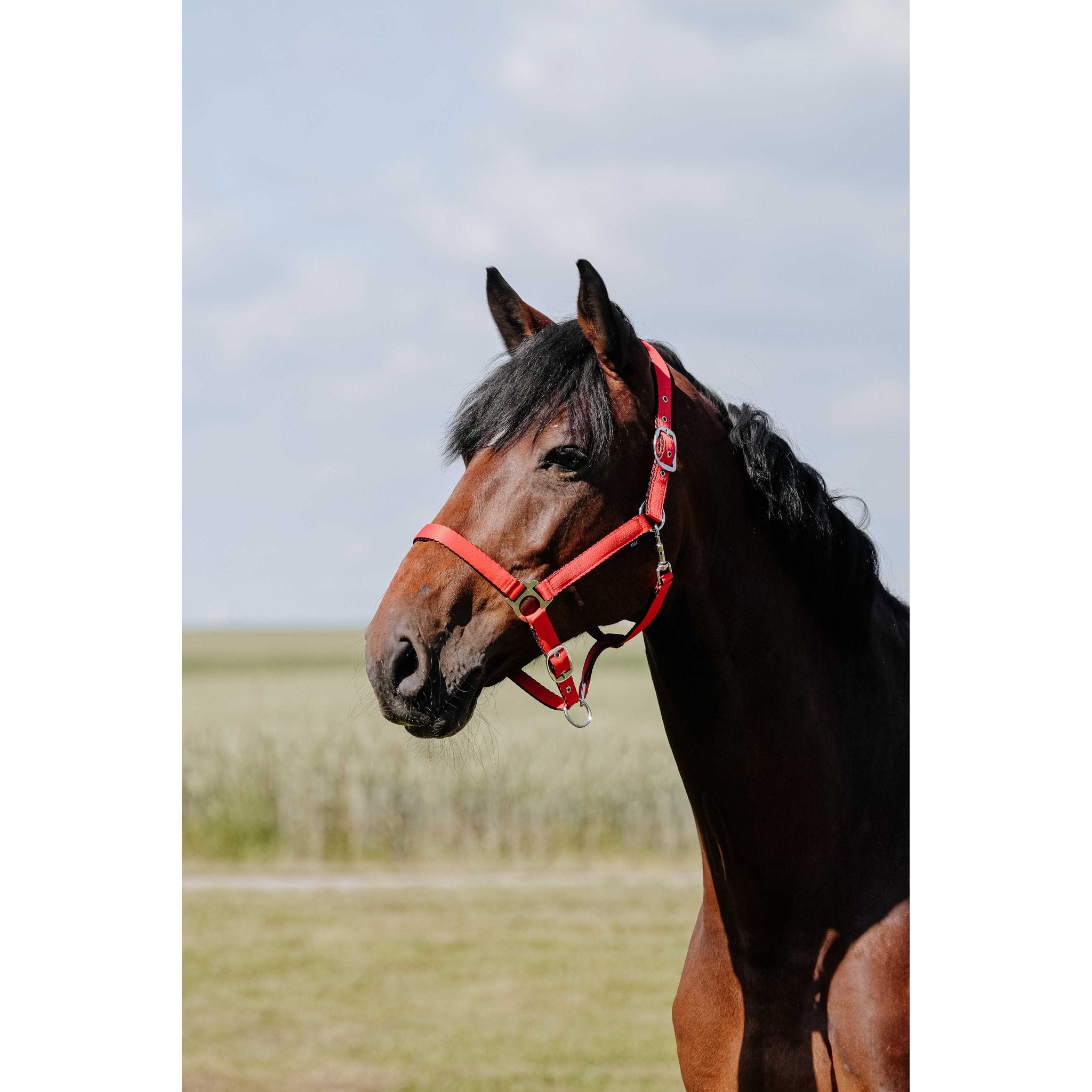 Riding World Cushion Grimma