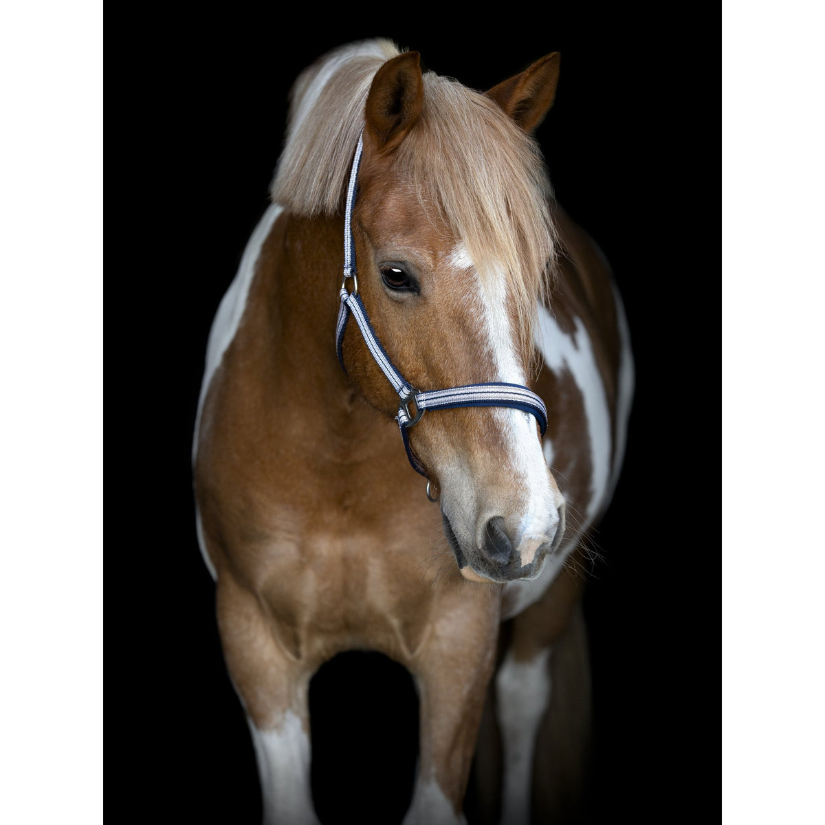 HorseGuard Mascha grimma