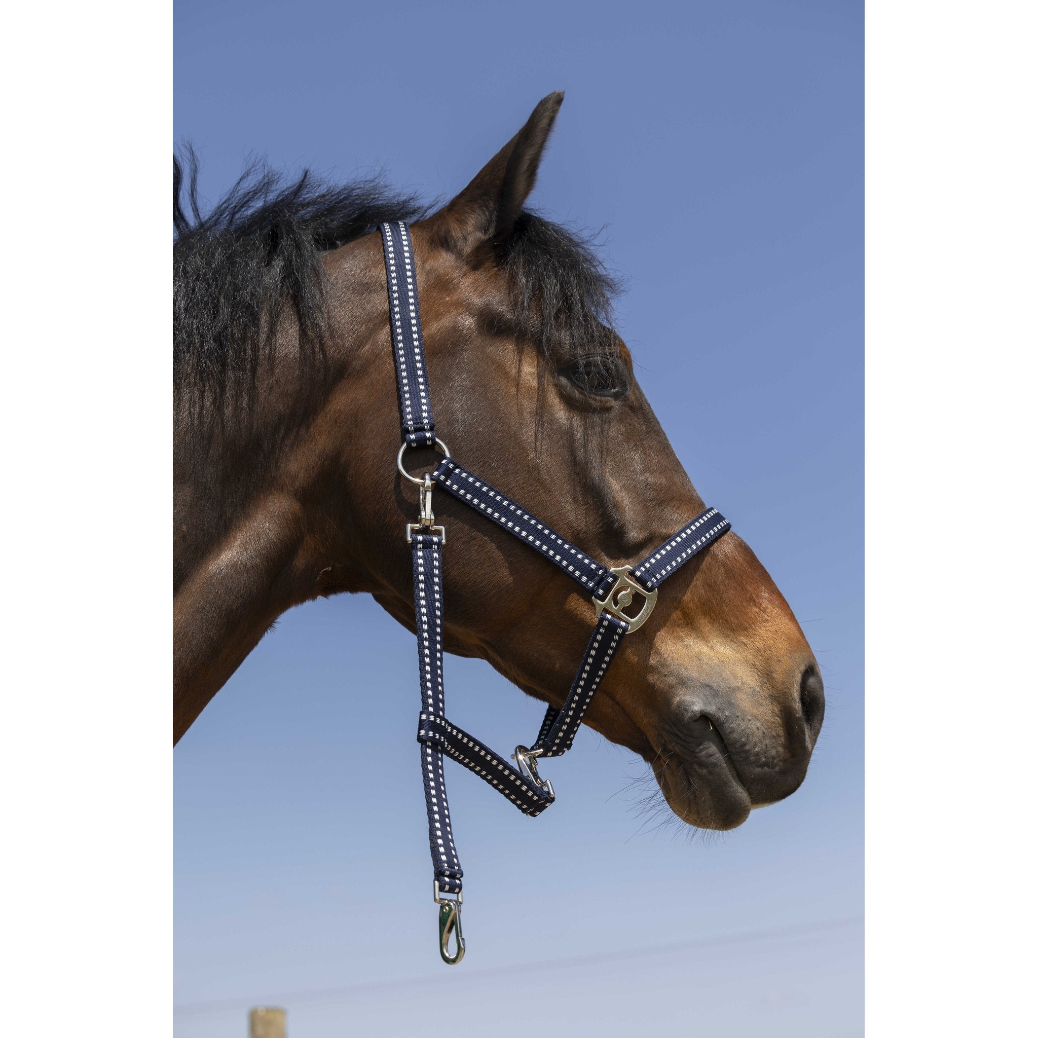 Norton Grooming grimma
