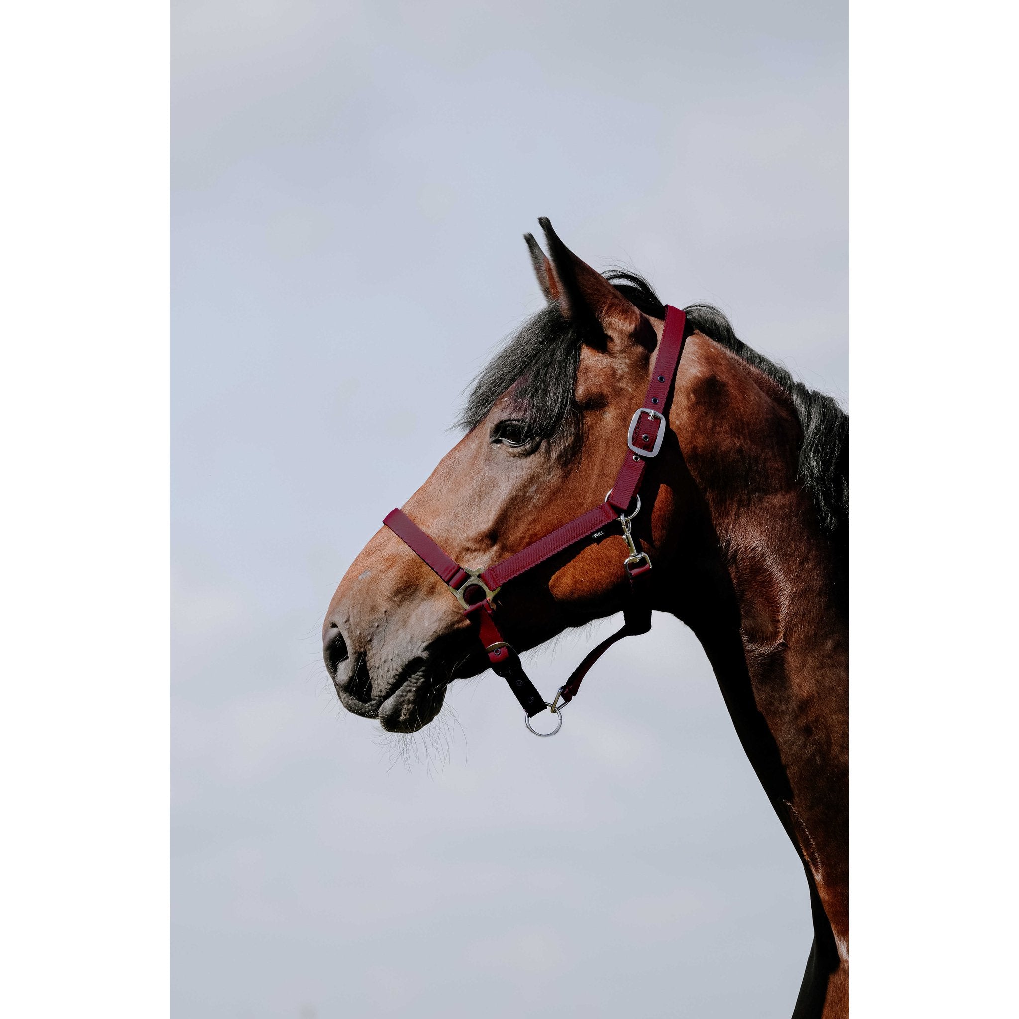 Riding World Cushion Grimma