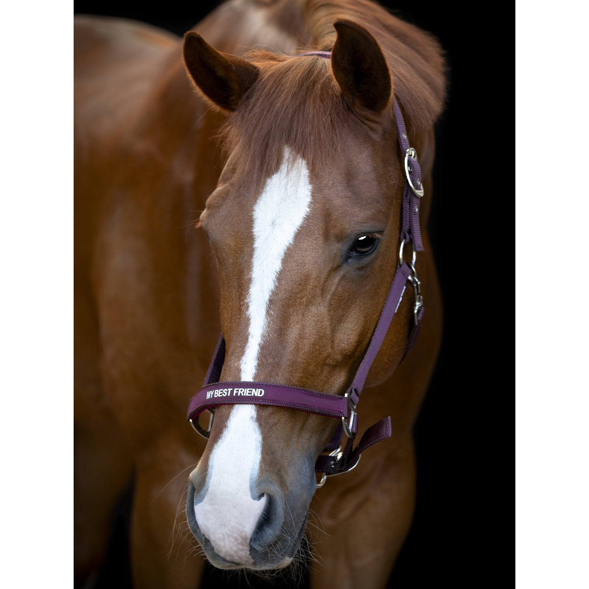 HorseGuard Malva grimma