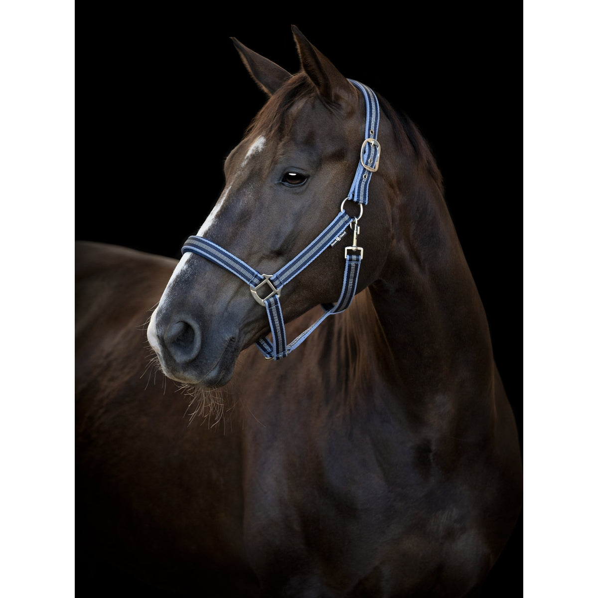 HorseGuard Taro grimma