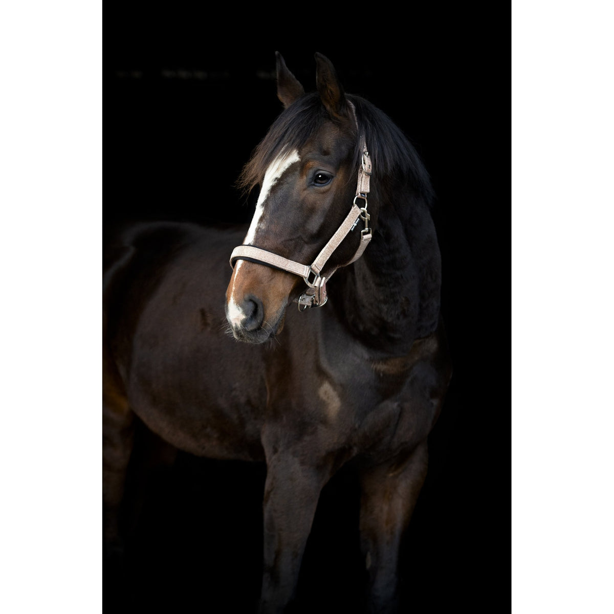 Horse Guard Iowa färgskiftande glittergrimma