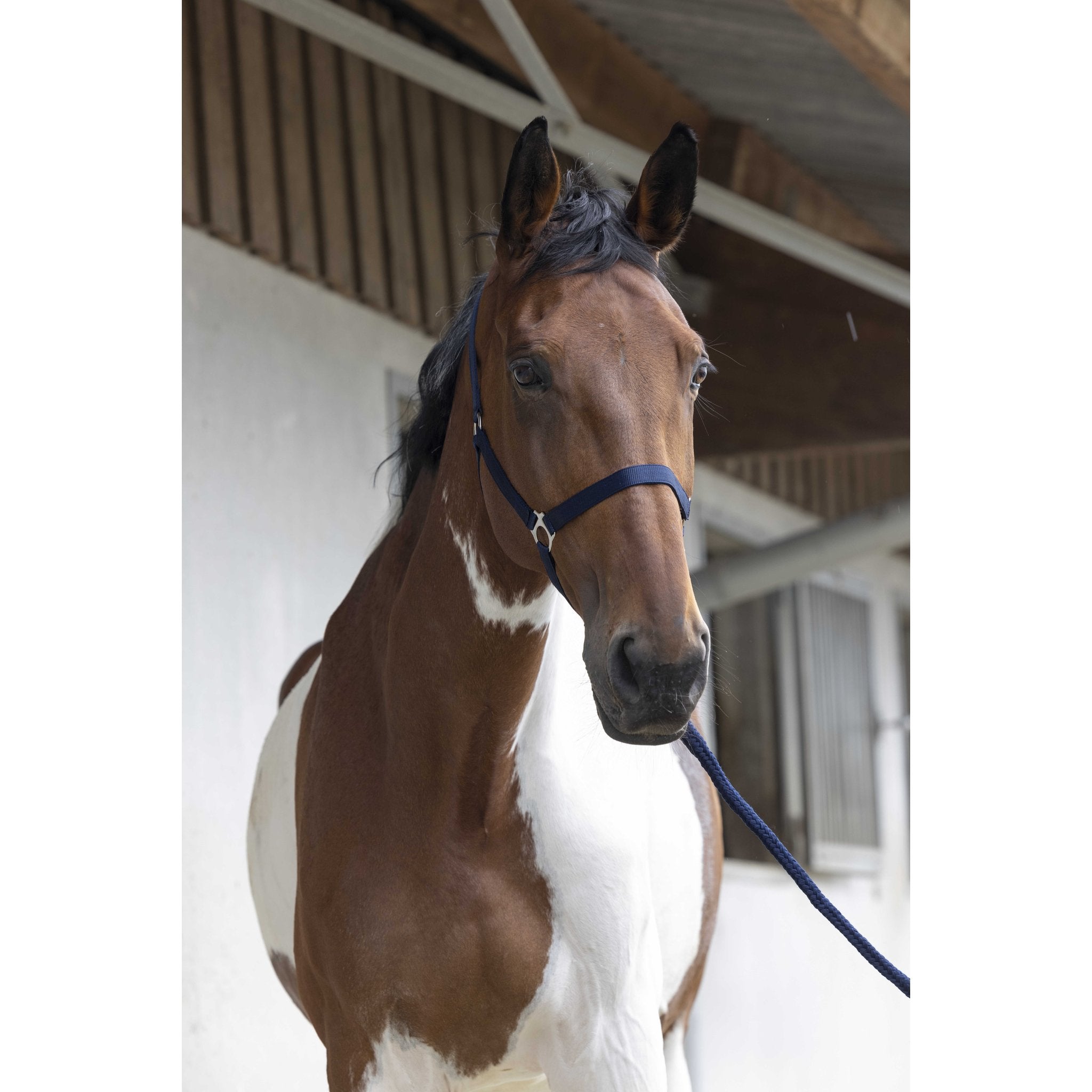 Riding World set grimma + grimskaft