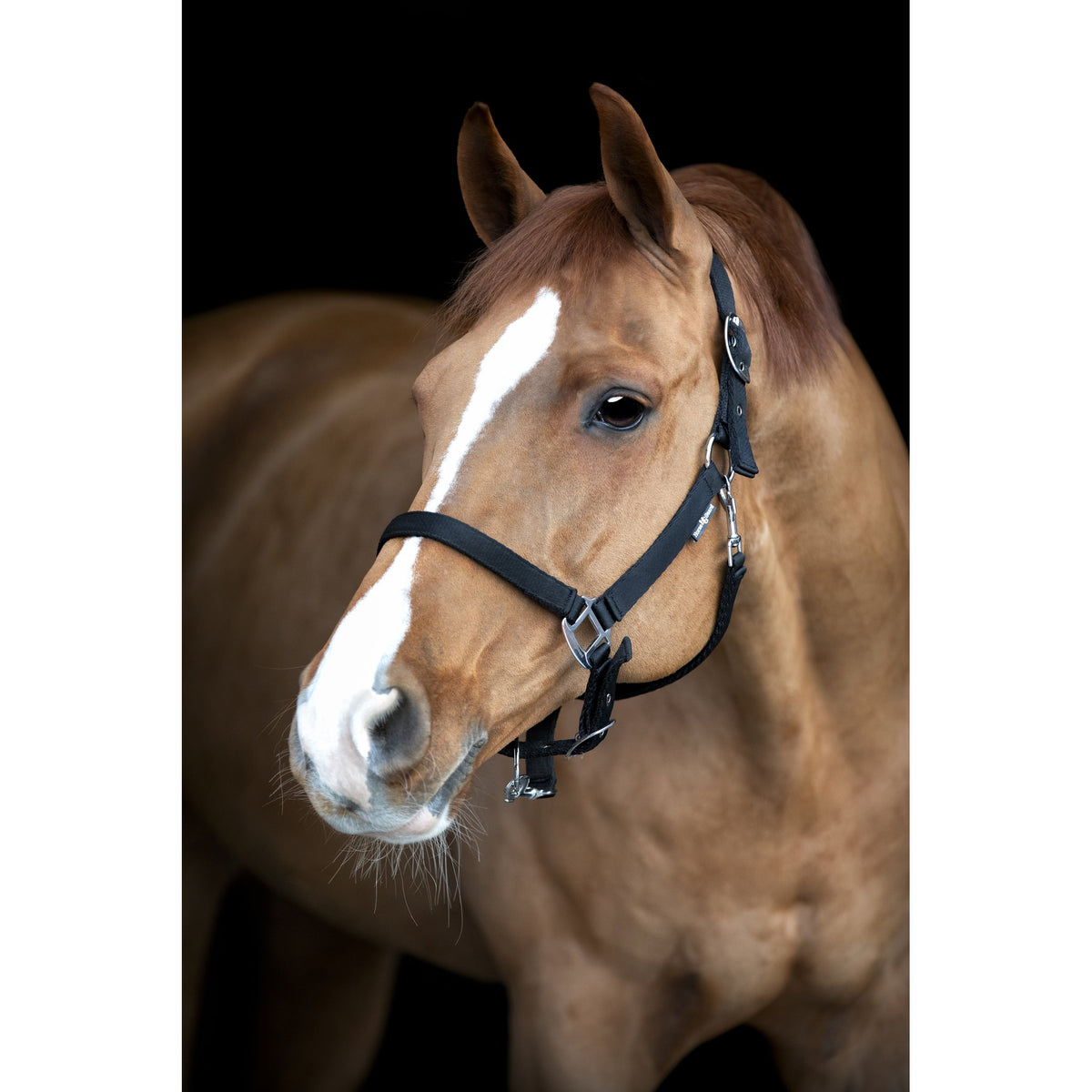 HorseGuard Saby grooming grimma