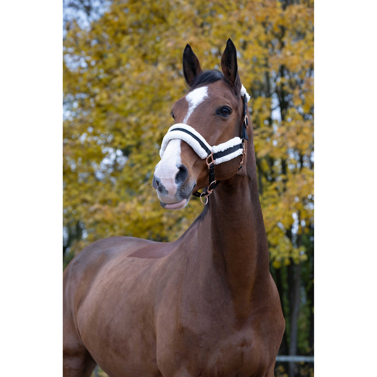 Norton Comfort grimma