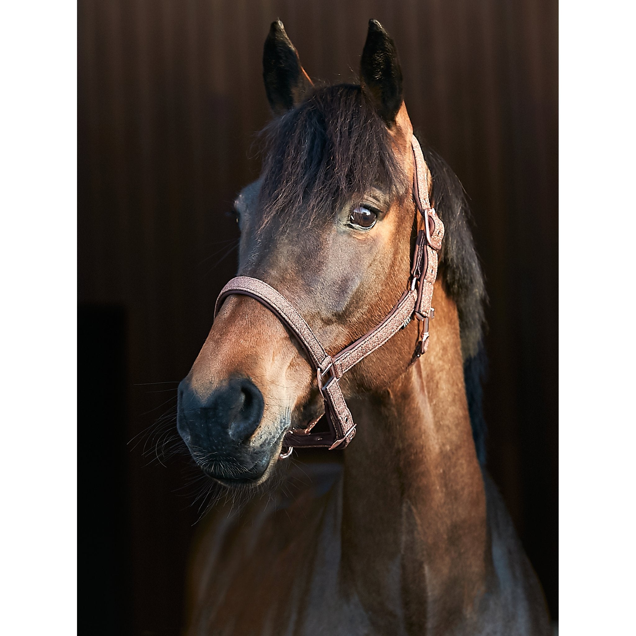 HorseGuard Lex grimma