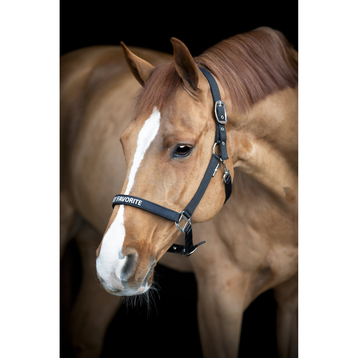 HorseGuard Malva grimma