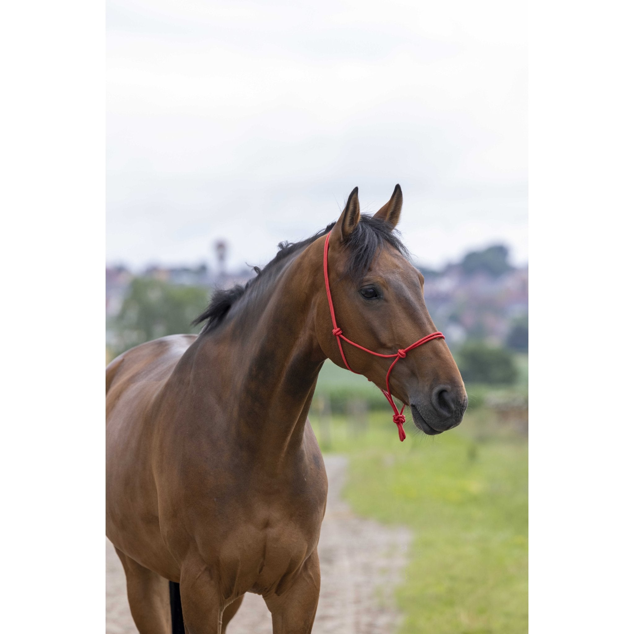 RIDING WORLD Repgrimma