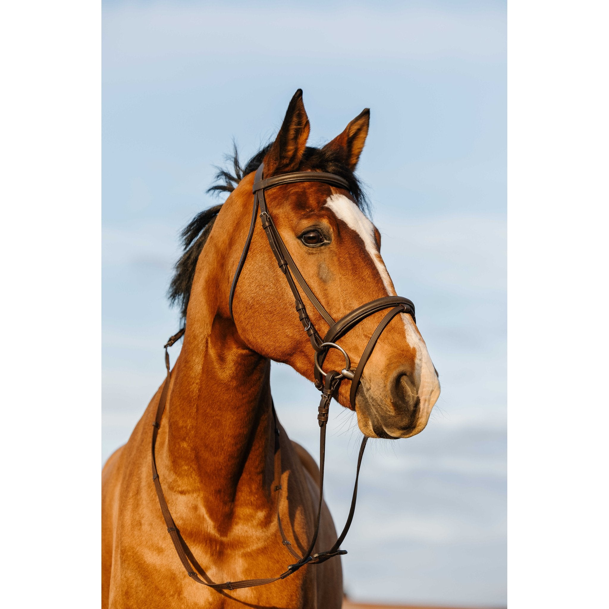 RIDING WORLD Träns med Achennosgrimma