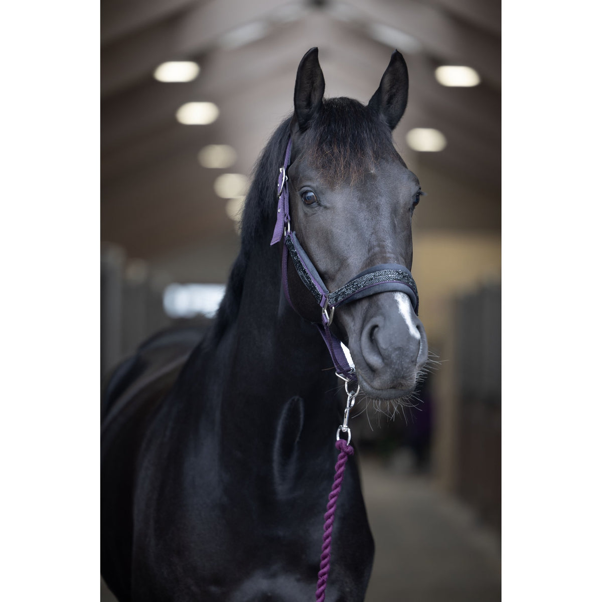 Horse Guard Angel grimma med glitter