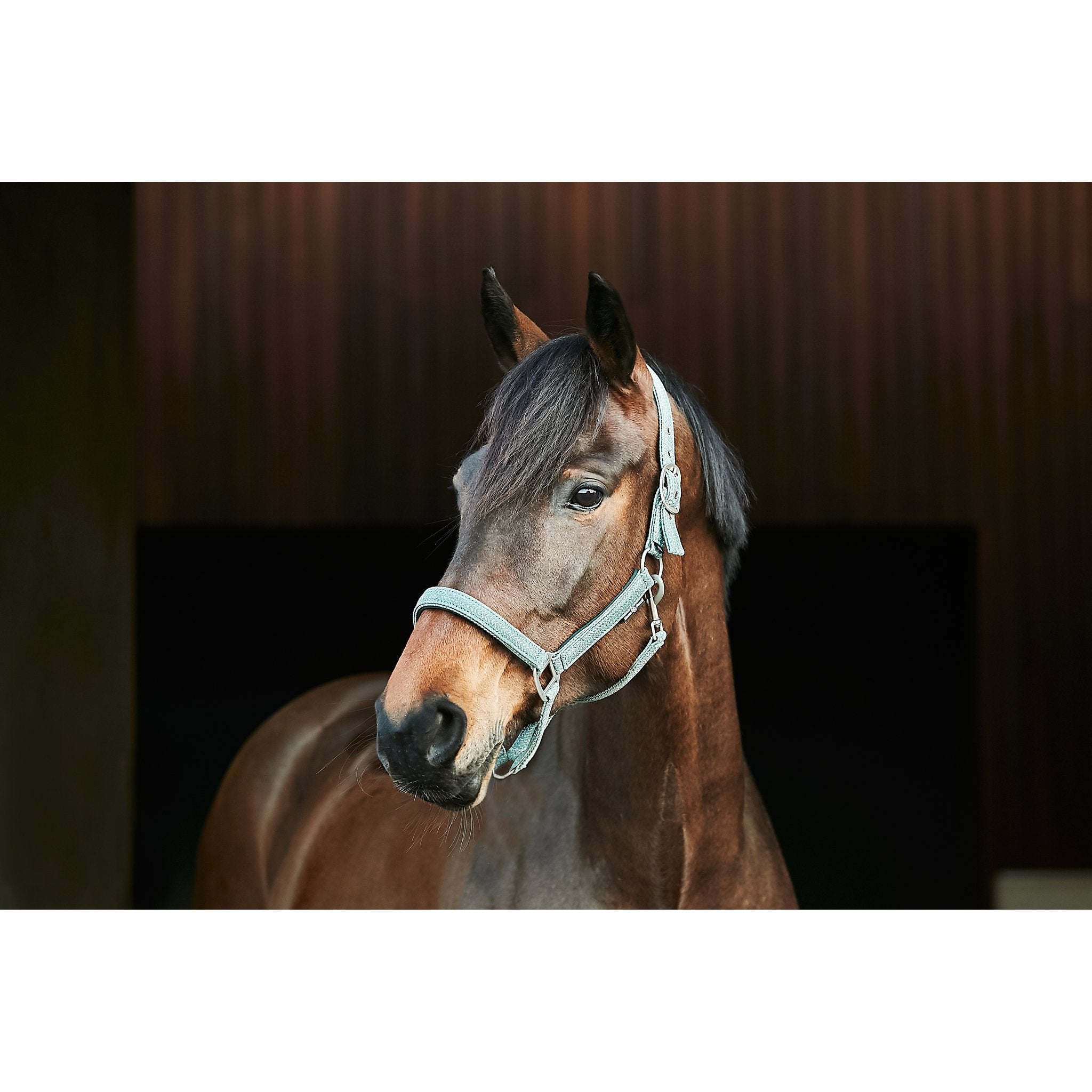 HorseGuard Jewel grimma