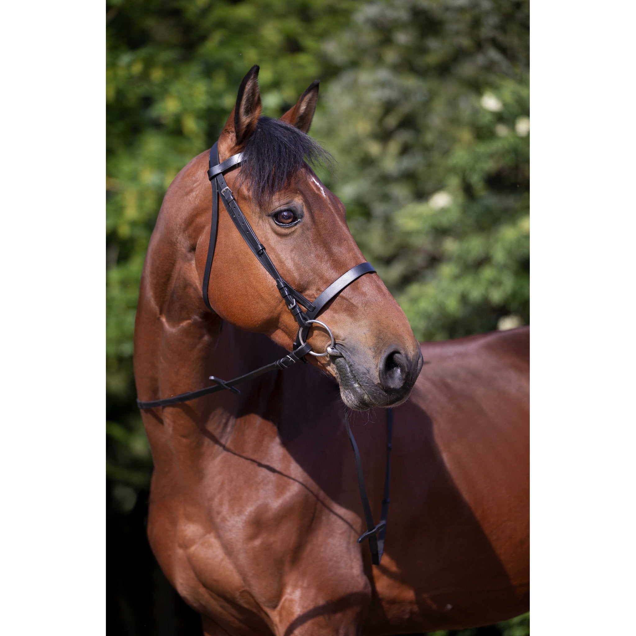 RIDING WORLD Muserolle Francaise Träns