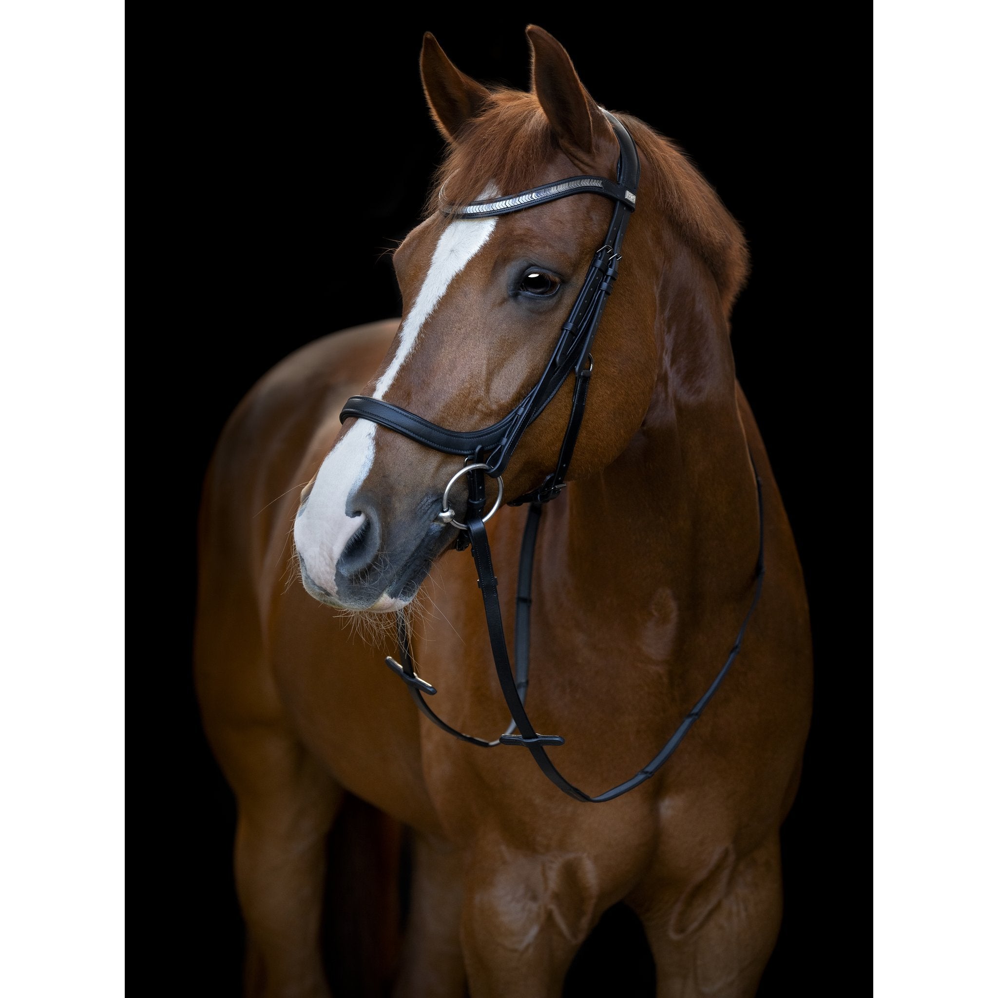 HorseGuard Tine anatomiskt träns