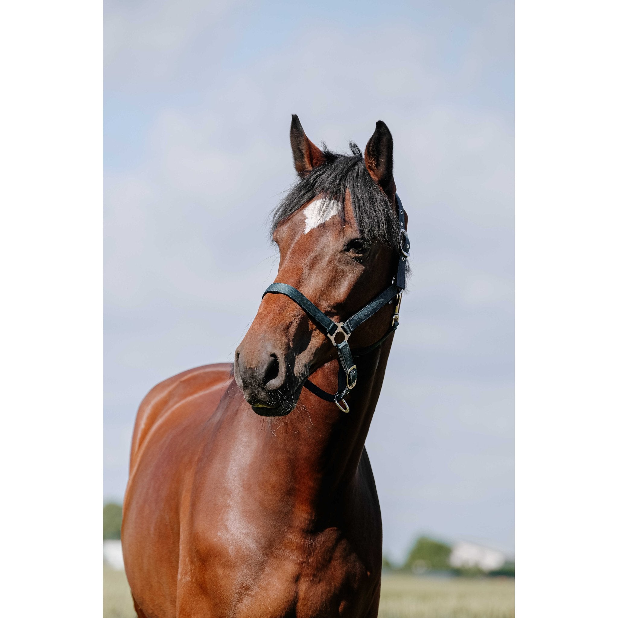 Riding World Cushion Grimma