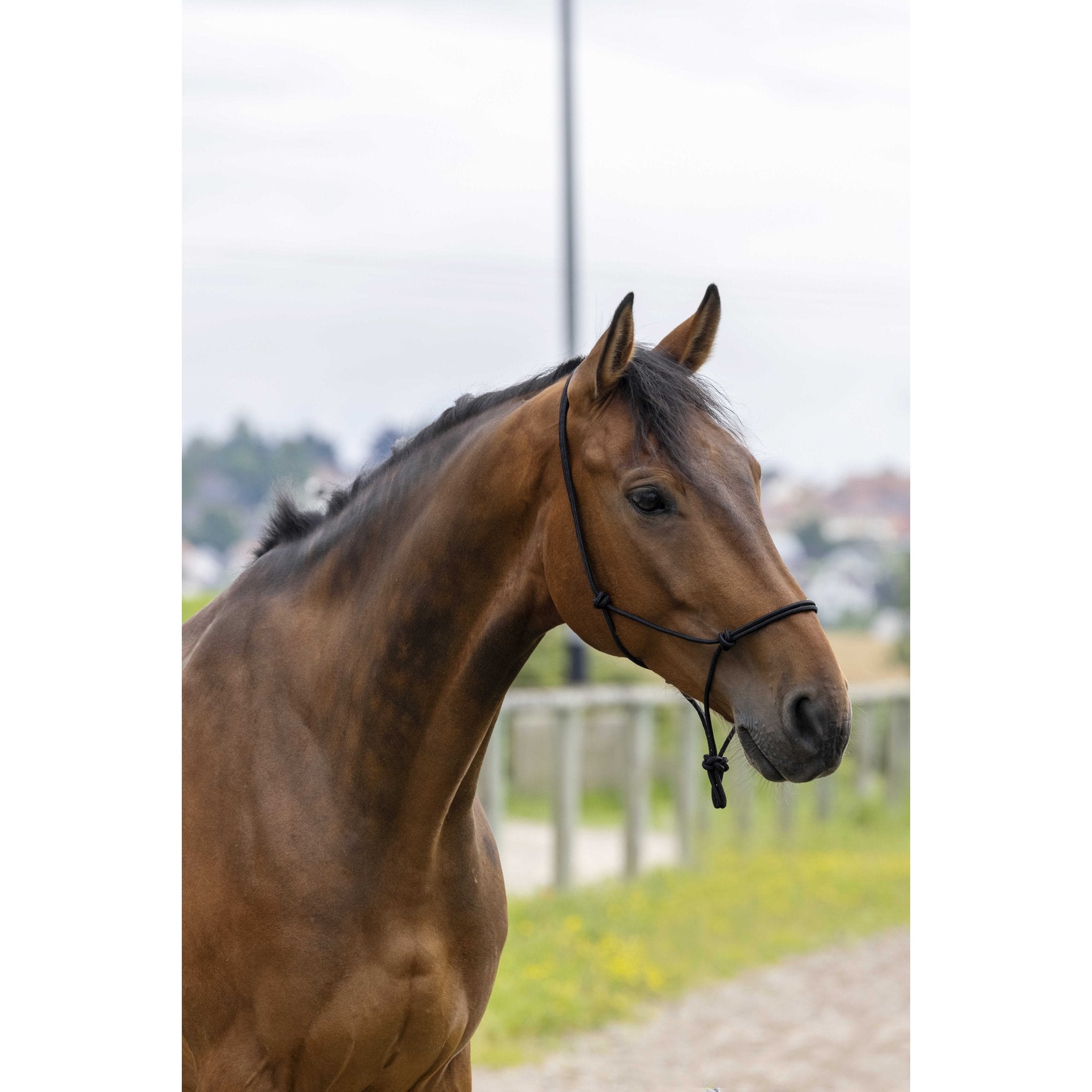 RIDING WORLD Repgrimma